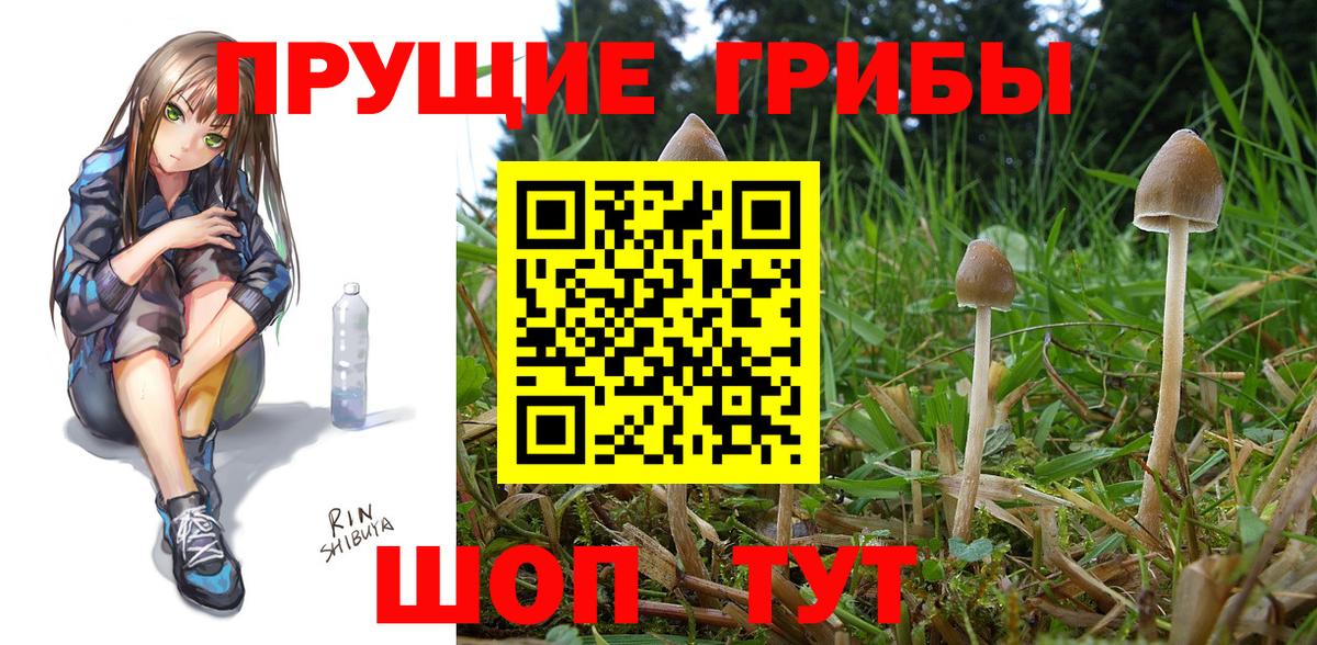 Галлюциногенные грибы Cubensis Железноводск