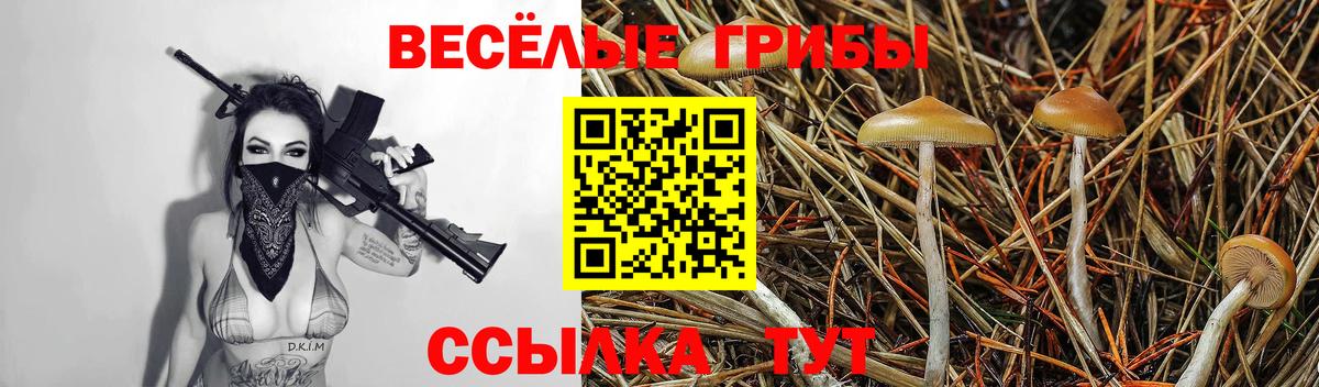 Галлюциногенные грибы Psilocybe  Вход с VPN  Железноводск 